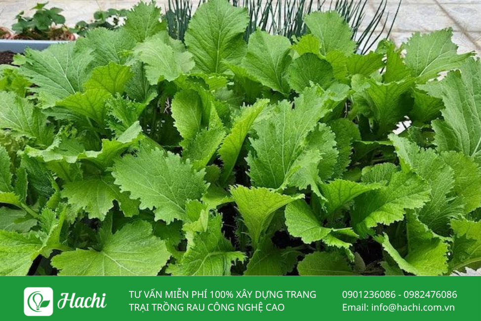Hạt giống cải mèo 3 Cai meo 2