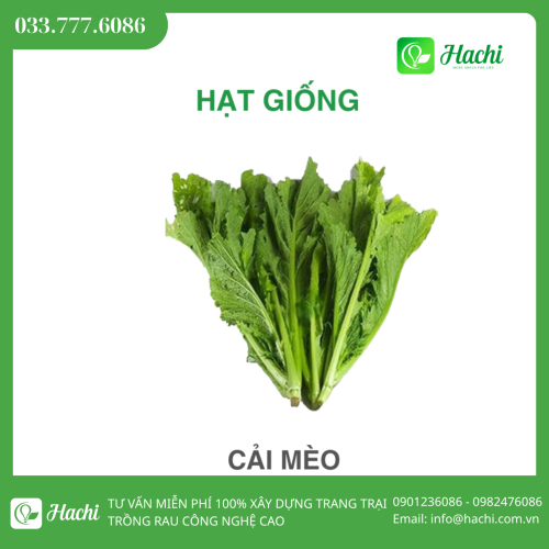 Hạt giống cải mèo