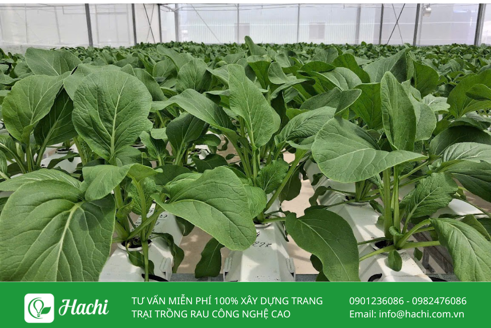 Hạt giống cải ngọt 3 Cai ngot 1