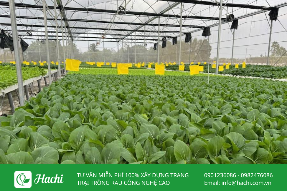 Hạt giống cải ngọt 2 Cai xanh 3
