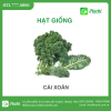 Hạt giống cải kale, cải xoăn