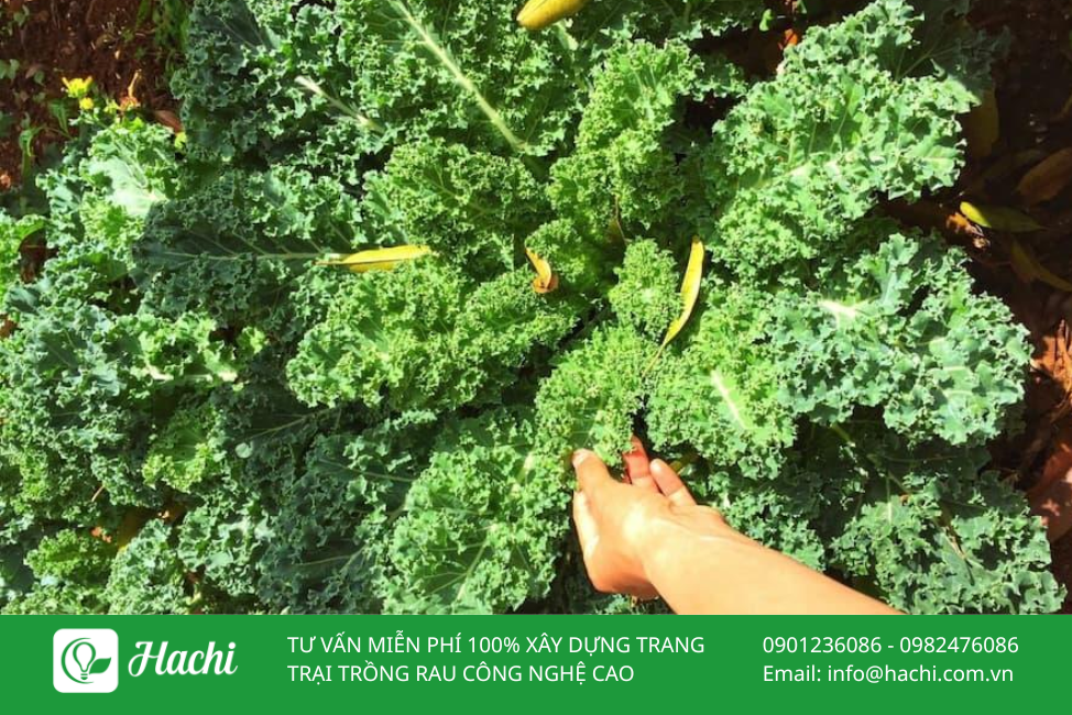 Hạt giống cải kale, cải xoăn 3 Cai xoan 2