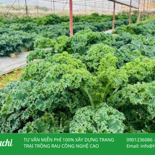 Hạt giống cải kale, cải xoăn 7 Cai xoan 3