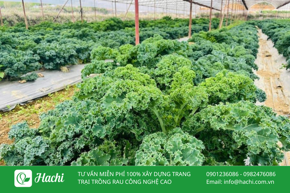 Hạt giống cải kale, cải xoăn 4 Cai xoan 3