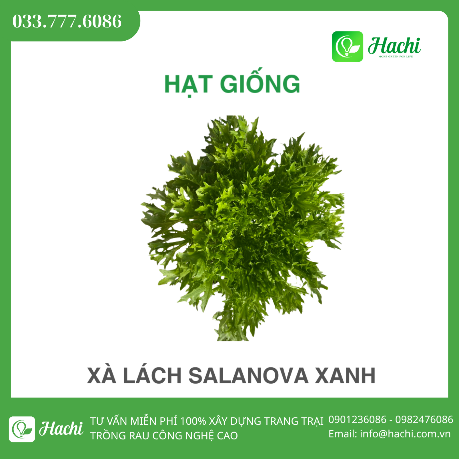 Hạt giống xà lách Salanova xanh bọc men Hà Lan giá rẻ 1 Hat giong Salanova