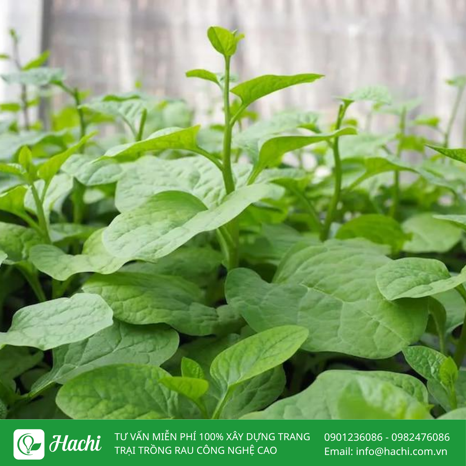 Những loại rau chịu nắng tốt trong mùa nắng nên trồng 8 Mồng tơi là loại rau chịu nhiệt tốt bạn có thể lựa chọn