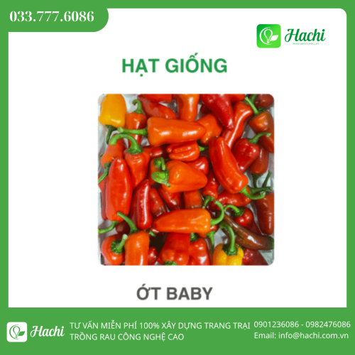 Hạt giống ớt baby