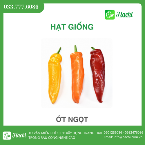 Hạt giống ớt ngọt sweet palermo