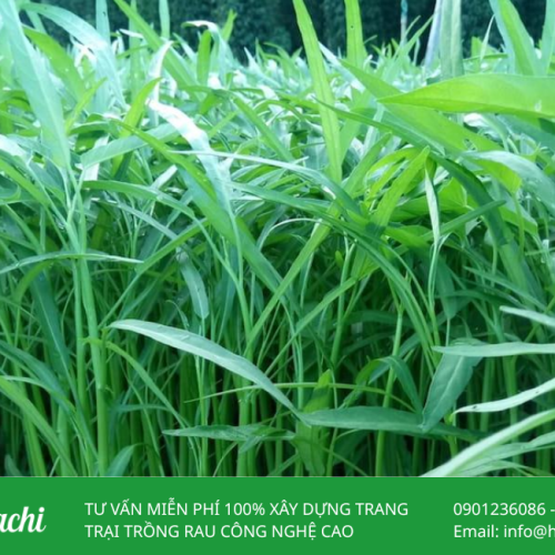 Rau muong 2