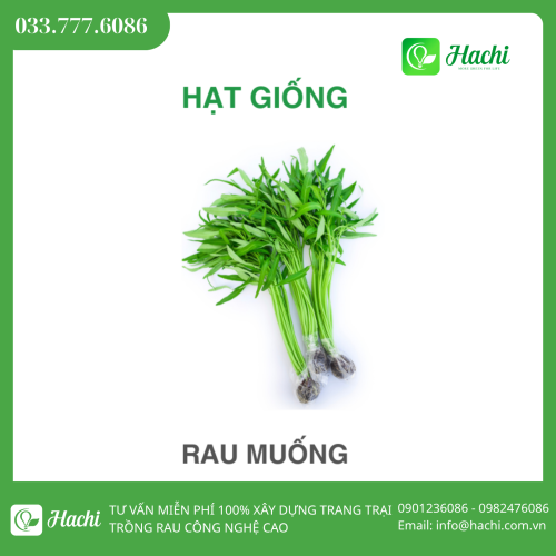 Hạt giống rau muống xanh lá tre giòn