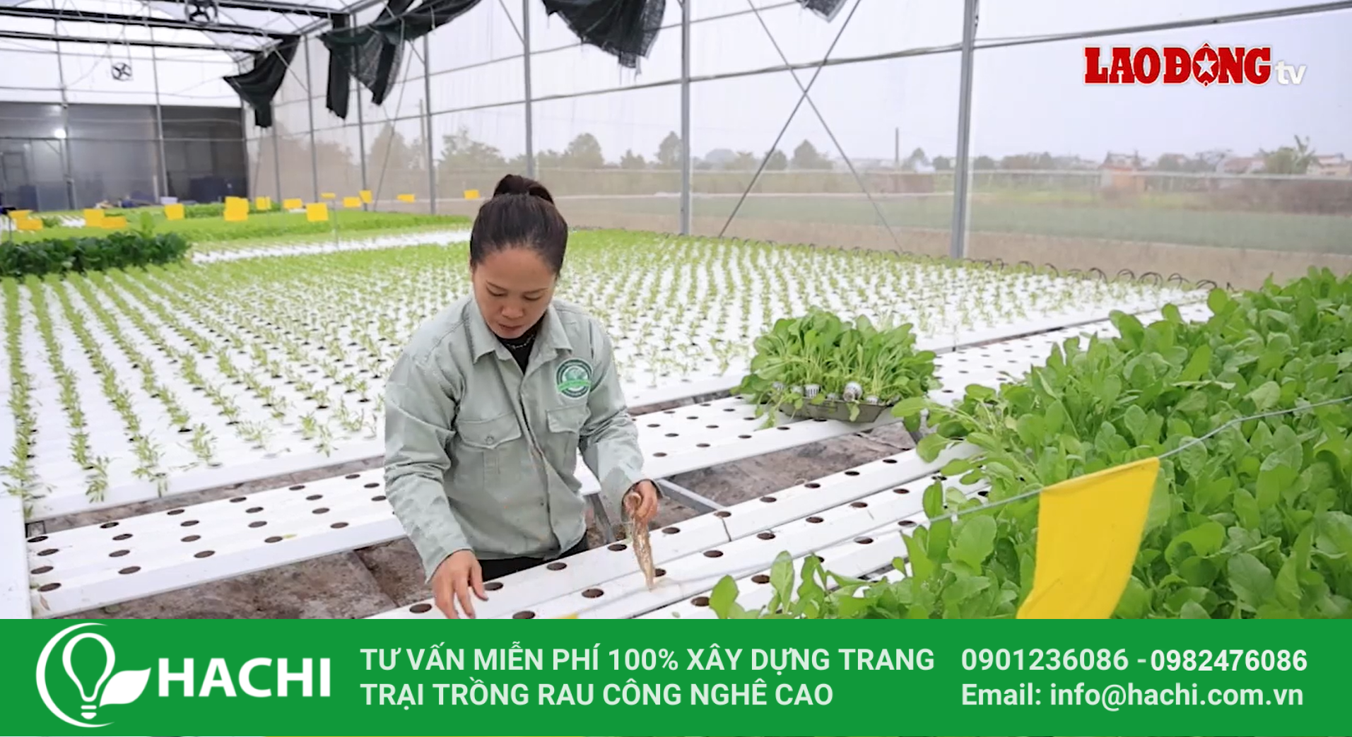 Báo Lao Động thăm trang trại rau thủy canh do Hachi triển khai
