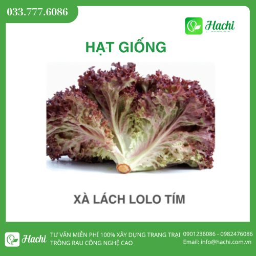 Hạt giống xà lách lolo tím