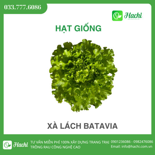 Hạt giống xà lách xoăn xanh Batavia bọc men Hà Lan thủy canh giá rẻ