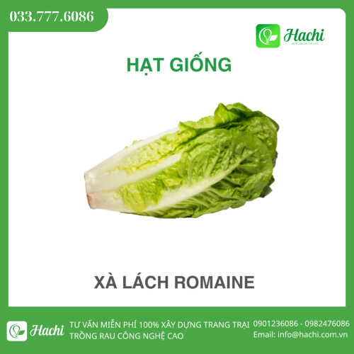 Hạt giống xà lách Romaine to, nhỏ, trung