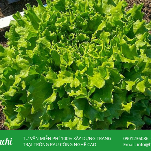Hạt giống xà lách Salanova xanh bọc men Hà Lan giá rẻ 5 Xa lach Salanova xanh 2