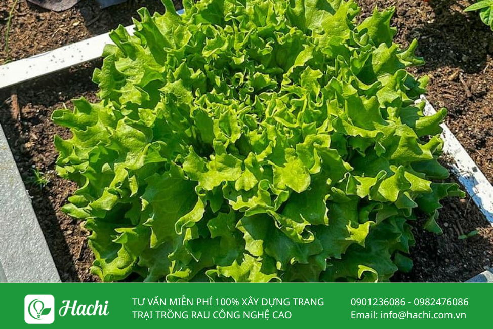 Hạt giống xà lách Salanova xanh bọc men Hà Lan giá rẻ 3 Xa lach Salanova xanh 2