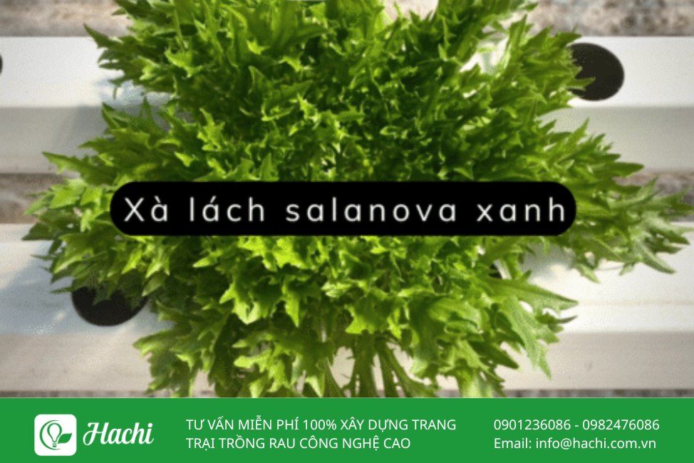 Hạt giống xà lách Salanova xanh bọc men Hà Lan giá rẻ 2 Xa lach Salanova