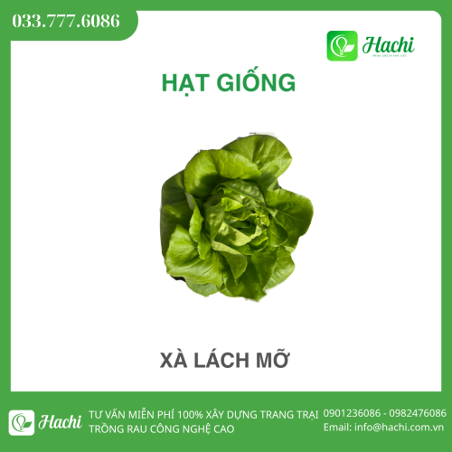 Hạt giống xà lách mỡ thủy canh bọc men Hà Lan giá rẻ