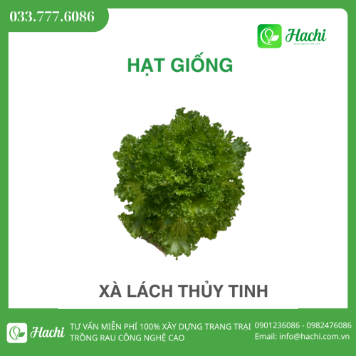 Hạt giống xà lách thủy tinh bọc men Hà Lan giá rẻ