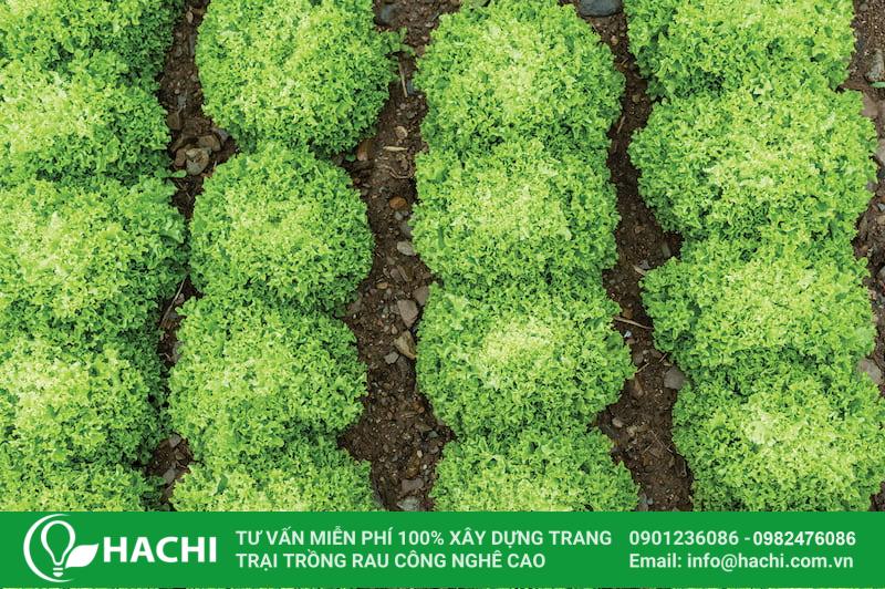 Hạt giống xà lách Salanova xanh bọc men Hà Lan giá rẻ 9 Trồng xà lách ở nơi có đủ ánh sáng