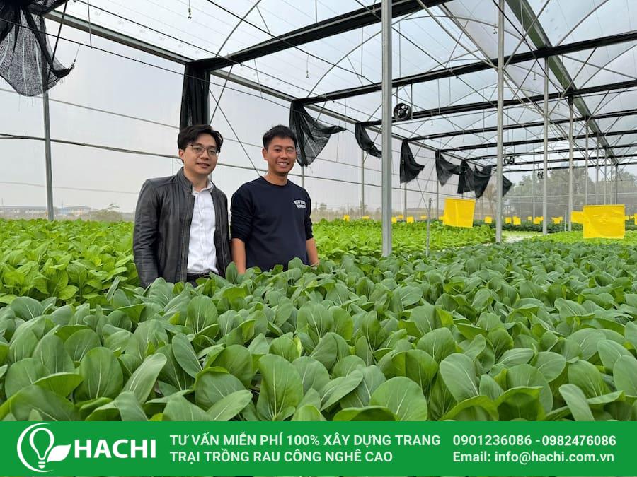 Hạt giống cải ngọt 9 Quan sát cây thường xuyên để phát hiện và phòng trừ sâu bệnh kịp thời