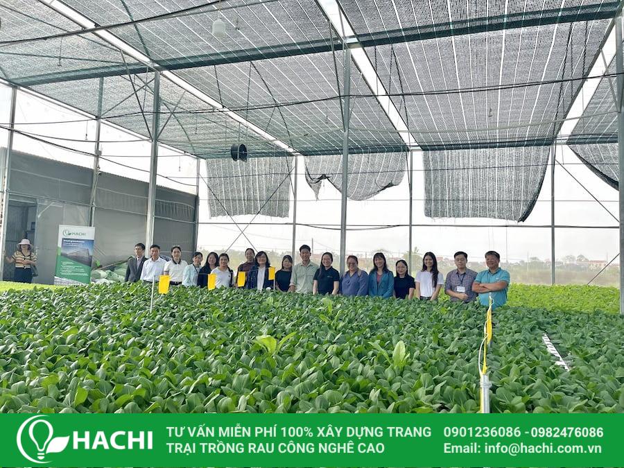 Hạt giống cải ngọt 12 Hạt giống cải ngọt tại Hachhi có chất lượng vượt trội, được xử lý kỹ càng