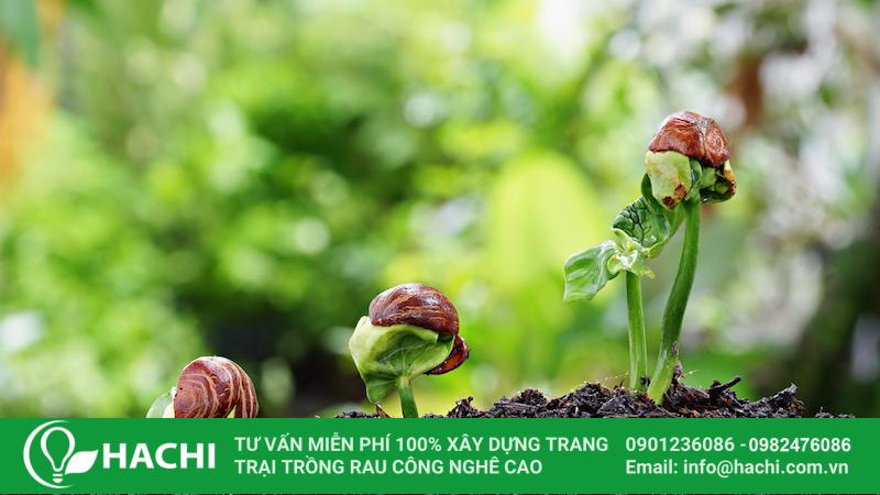 Khay ươm hạt giống 9 Sử dụng khay ươm giúp hạt nảy mầm và phát triển mạnh mẽ