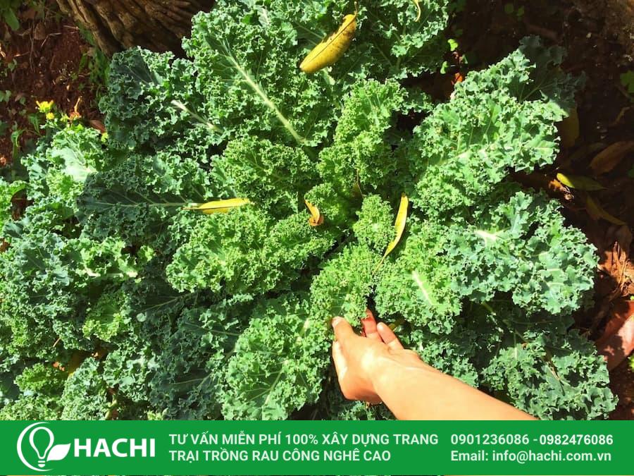 Hạt giống cải kale, cải xoăn 12 Bạn nên trồng hạt giống cải kale sớm nhất có thể sau khi mua