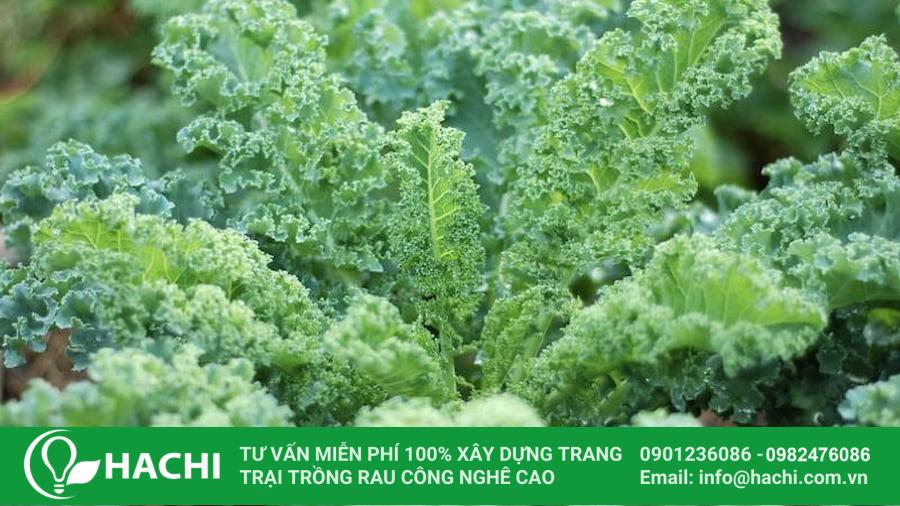 Hạt giống cải kale, cải xoăn 9 Hạt giống cải kale có giá chỉ từ 30.000 đồng/gói