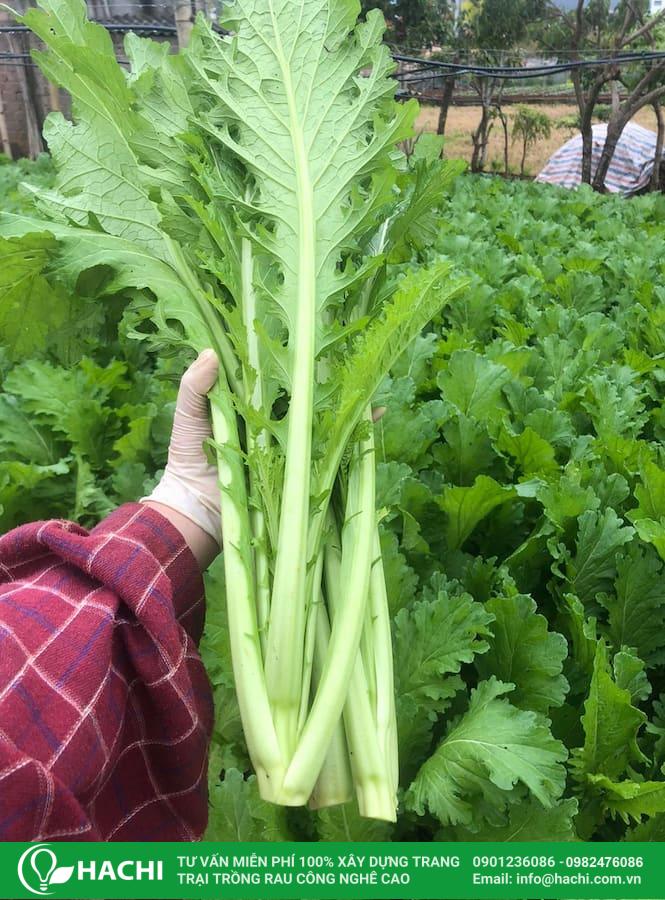 Hạt giống cải mèo 10 Nên gieo hạt giống cải mèo càng sớm càng tốt