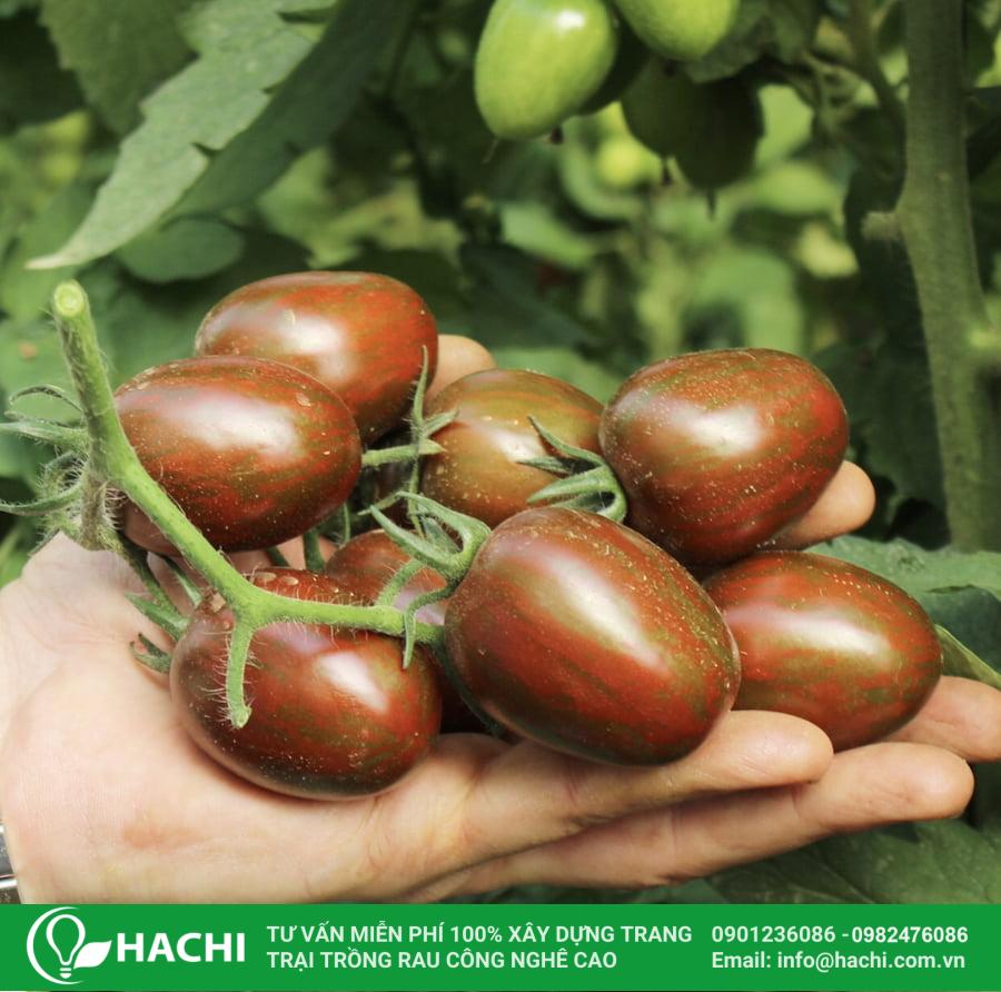 Hạt giống cà chua bi (sô cô la) 8 Hạt giống cà chua bi sô cô la Hachi cho quả to đều