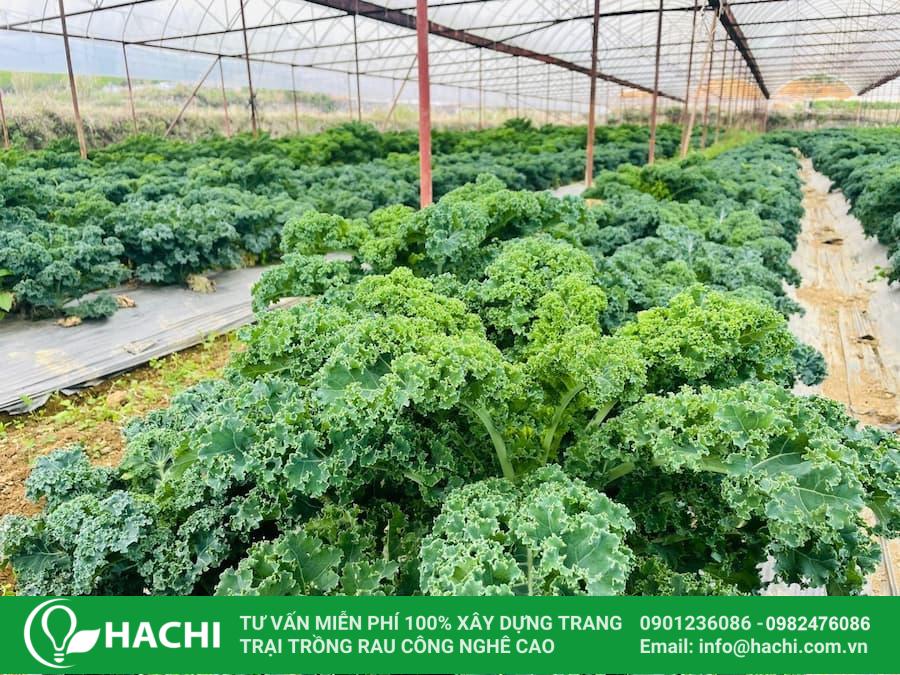 Hạt giống cải kale, cải xoăn 8 Cải kale hay cải xoăn là một loại rau thuộc họ nhà cải được nhiều người ưa chuộng hiện nay
