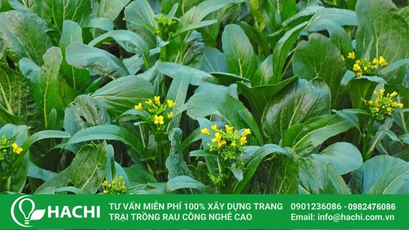 Hachi cung cấp hạt giống cải ngồng giá rẻ, chất lượng