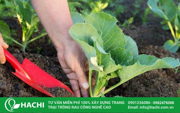 Hạt giống cải ngồng cho năng suất cao với tỷ lệ nảy mầm lên tới 99%