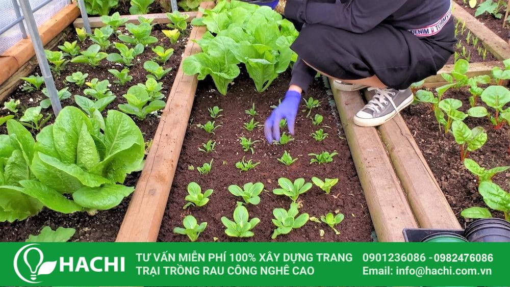 Thường xuyên chăm sóc để hạt giống phát triển tốt  