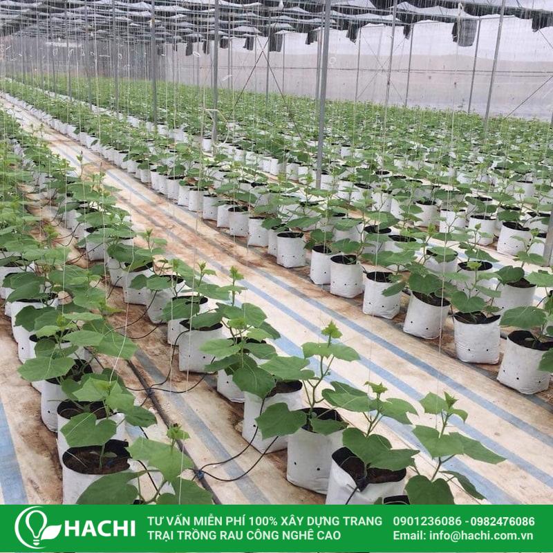 Túi bầu trồng cây 6 Túi bầu trồng cây tại Hachi đảm bảo chất lượng cao, giá tốt