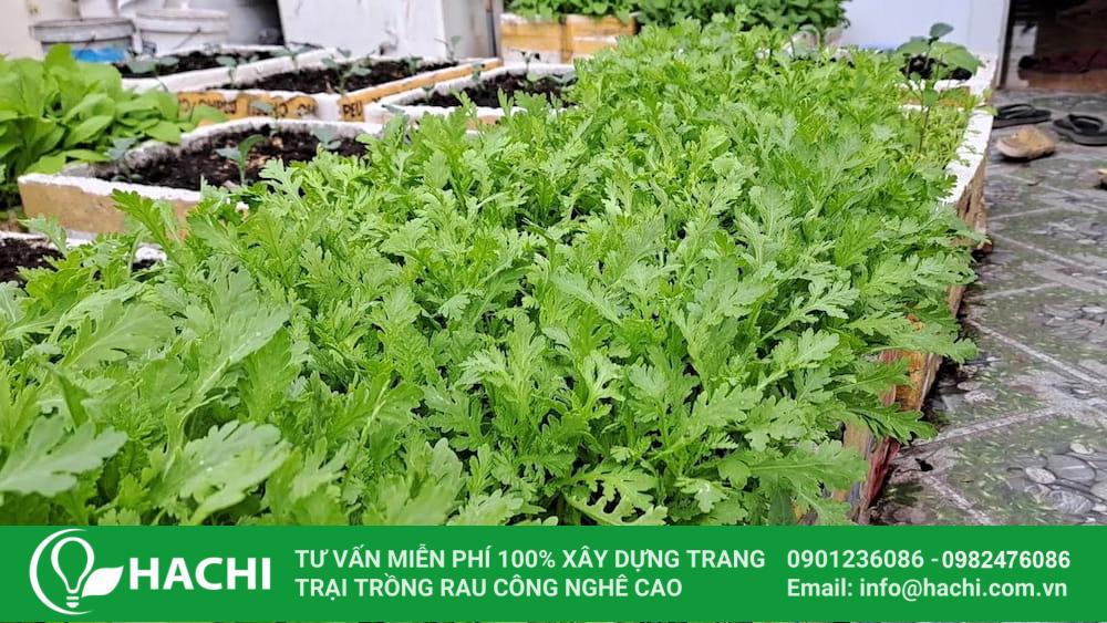 5 Cách trồng rau tần ô (cải cúc) tại nhà tươi ngon, ăn quanh năm 11 Nên đặt rau tần ô ở nơi đủ sáng để giúp cây phát triển khỏe mạnh