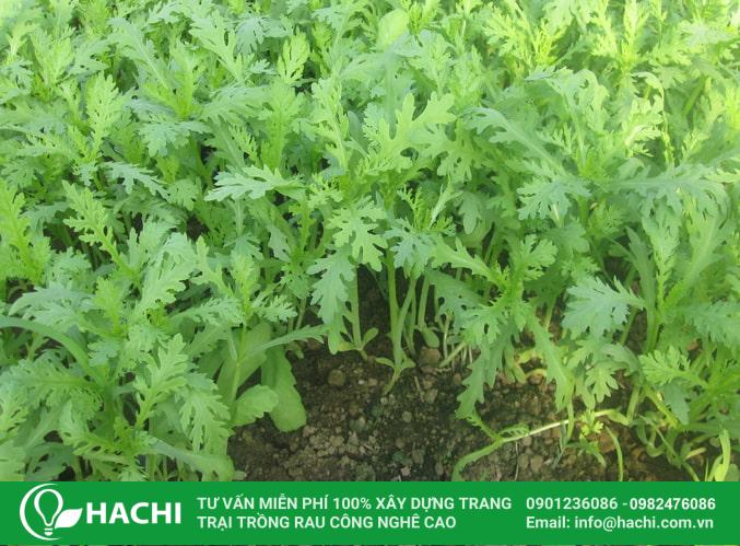 5 Cách trồng rau tần ô (cải cúc) tại nhà tươi ngon, ăn quanh năm 12 Đất trồng tần ô nên là các loại đất tơi xốp, được bón thêm phân để đảm bảo dinh dưỡng
