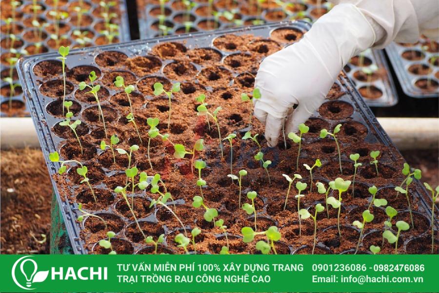 5 Cách ươm hạt giống tại nhà đúng kỹ thuật, nảy mầm nhanh, cây khỏe hiệu quả nhất 9 Chuẩn bị khay ươm để ươm hạt giống