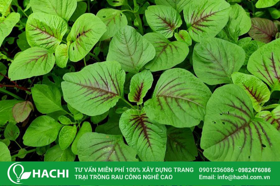19 Gieo hạt vào đất sạch, khoảng cách giữa các cây vừa đủ để không bị cạnh tranh dinh dưỡng