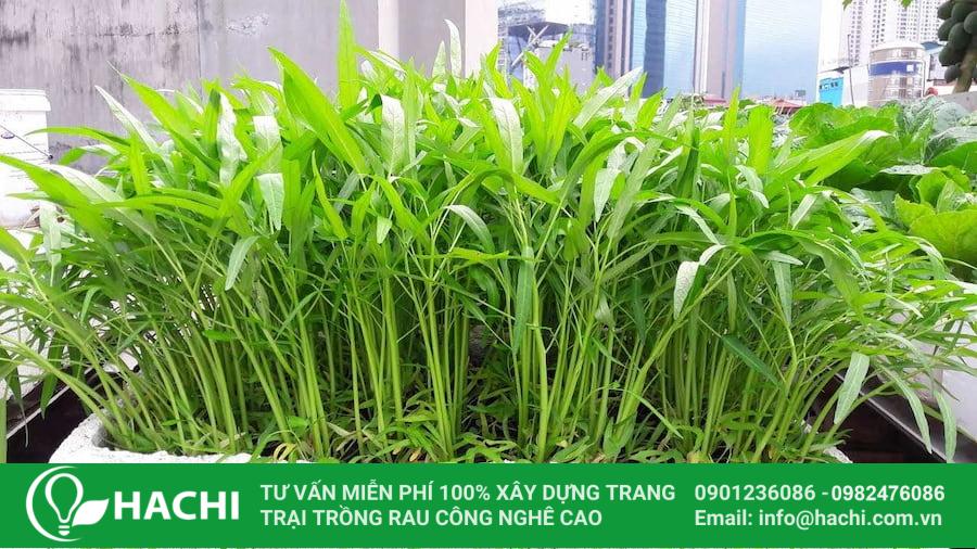 15 Rau muống có tốc độ sinh trưởng nhanh