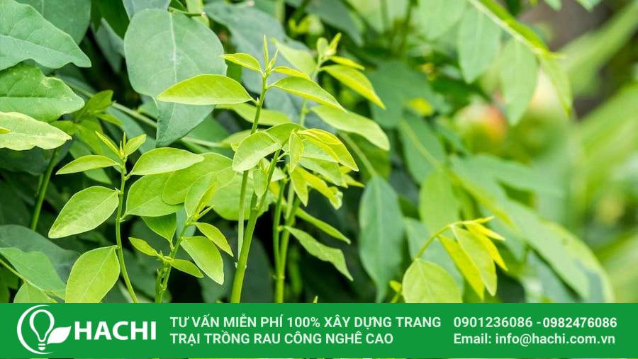 22 Rau ngót khá dễ trồng và chăm sóc