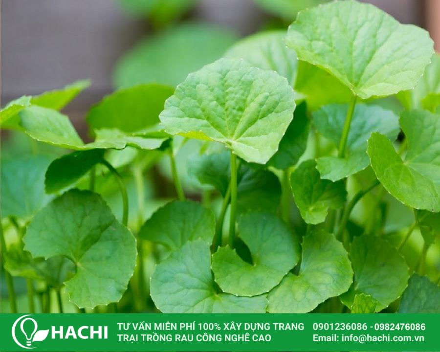 20 Rau má có thể sinh trưởng tốt ngay cả trong điều kiện thiếu sáng