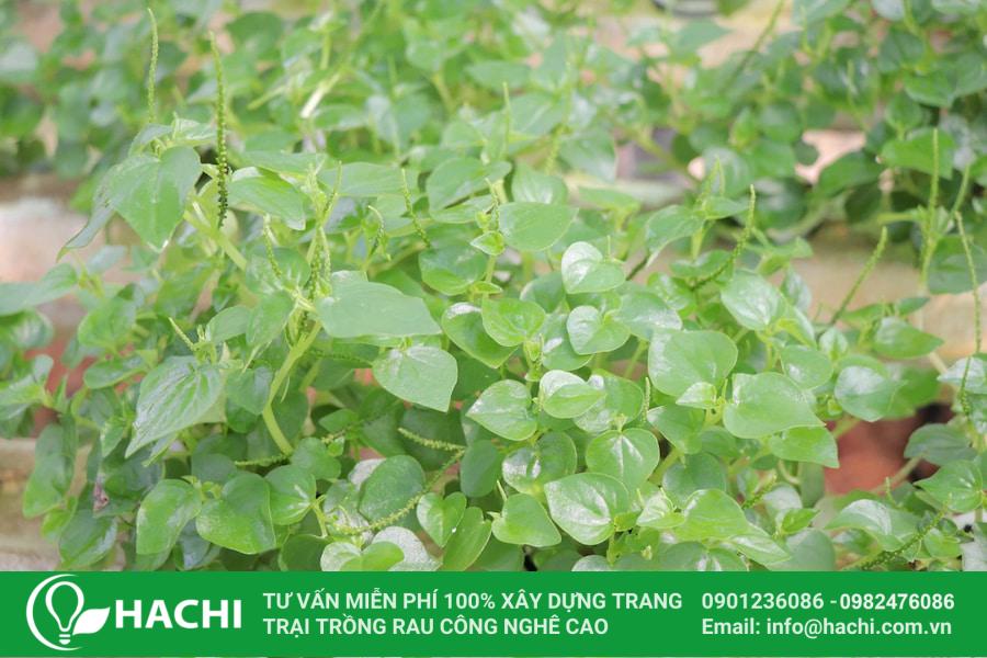 17 Rau càng cua khá dễ trồng và chăm sóc