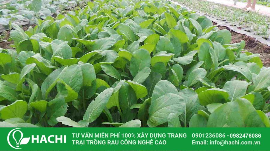 14 Rau cải - 1 trong các loại hạt giống rau dễ trồng nhất