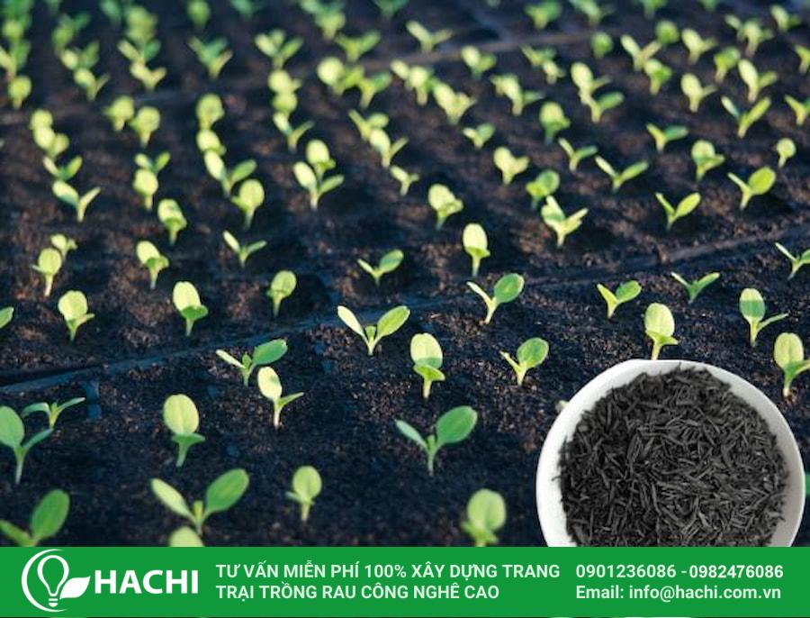 5 Cách ươm hạt giống tại nhà đúng kỹ thuật, nảy mầm nhanh, cây khỏe hiệu quả nhất 16 Bạn có thể sử dụng trấu hun để ươm hạt giống