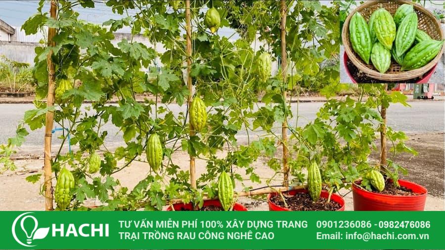 25 Khổ qua cần không gian rộng và ánh sáng đầy đủ để phát triển tốt
