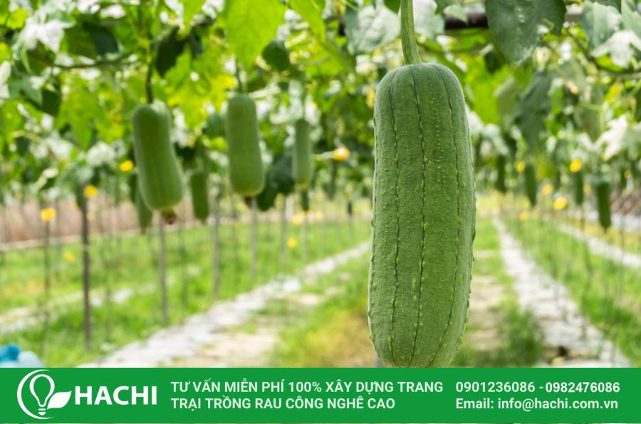 26 Mướp cũng là một loại hạt giống rau dễ trồng tại nhà cho người mới