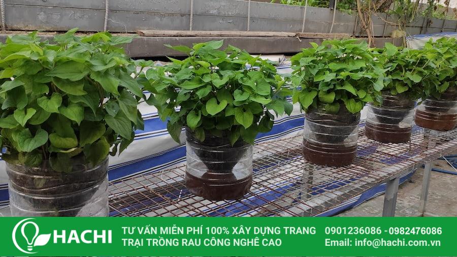 23 Hạt giống rau diếp cá thường có khả năng nảy mầm nhanh