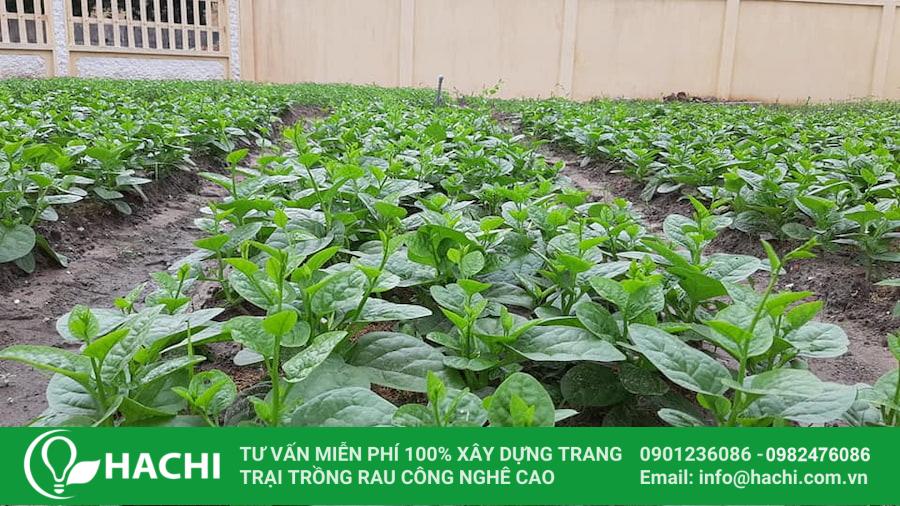 18 Mồng tơi luôn nằm trong danh sách các loại hạt giống rau dễ trồng